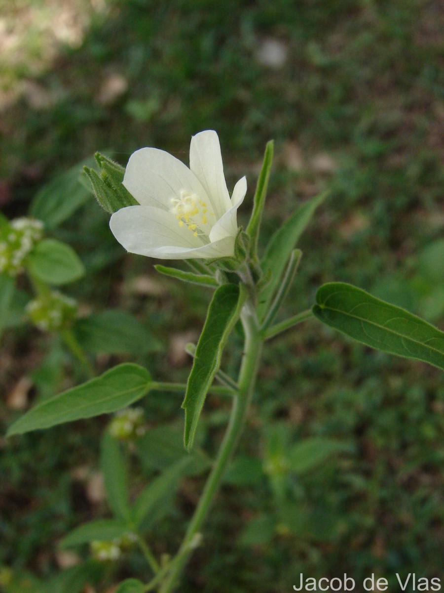 Hibiscus lobatus (Murray) Kuntze